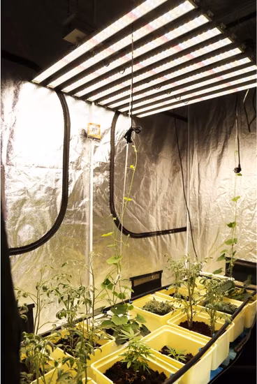 Grow Lights for Indoor Plants Non